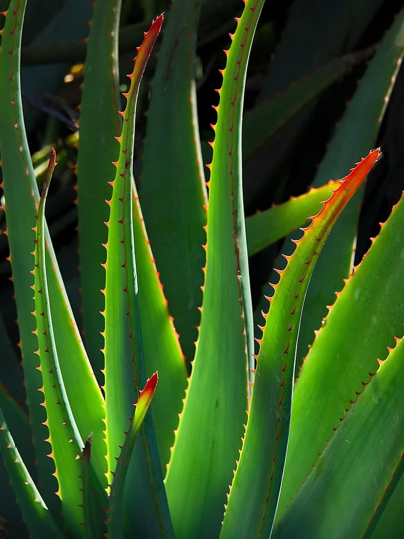 Spiral Aloe