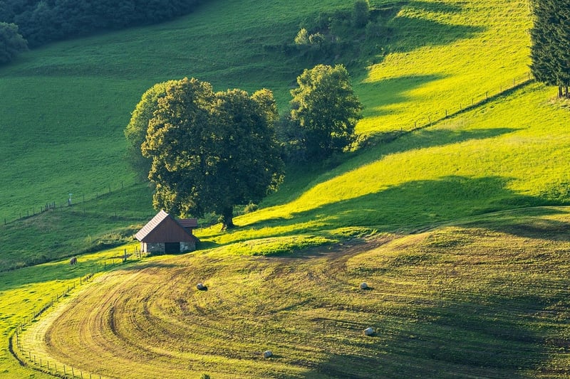 Magical Meadows