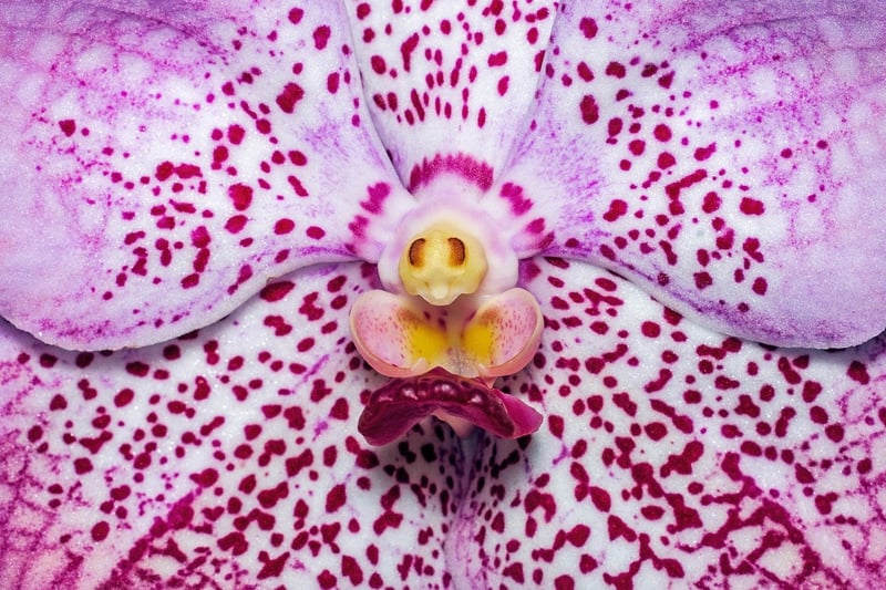 Ghost Orchid
