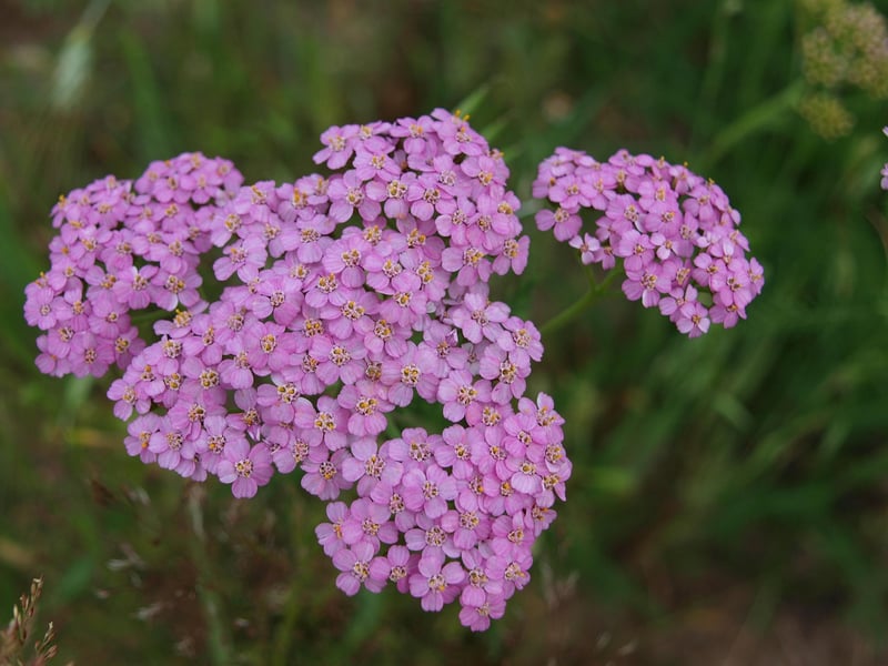 Mystical Herb